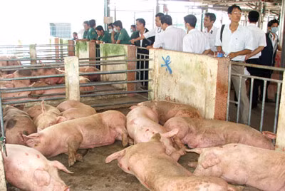 Một vụ kinh doanh heo bệnh từ tỉnh về thành phố bị lực lượng thú y phát hiện kịp thời tại quận 12, TP Hồ Chí Minh.