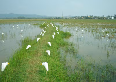 Dùng cò giả nhử cò thật.