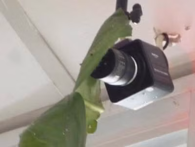 Lấy lá bàng che camera của ngân hàng để trộm ảnh 1