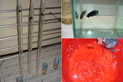 Dụng cụ để luyện cách đá và sức chịu đựng cho cá lia thia.