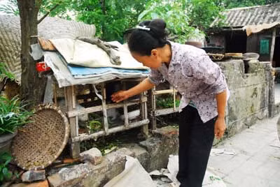 Bà Mậu nuôi đàn thỏ, gom góp tiền để chữa bệnh cho chồng, con.