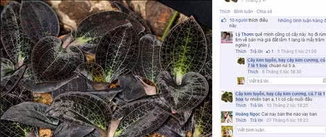 Cận cảnh “cỏ trăm triệu” được rao bán.
