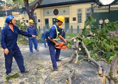 TPHCM: Nhánh cây rơi từ độ cao 7m trúng hai người đi đường ảnh 5