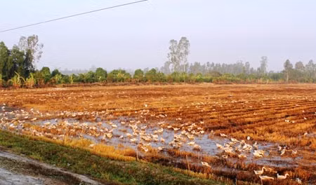 Vịt chạy đồng, tiềm ẩn nguy cơ lay lan và bùng phát dịch cúm gia cầm.