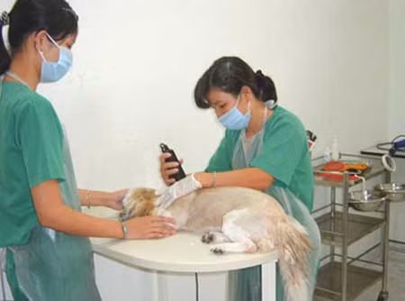 Chuyện các ông chủ xin visa, chữa bệnh và cầu siêu cho thú cưng ảnh 1