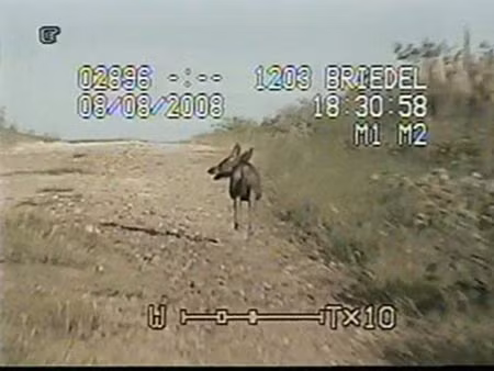 Đoạn phim về con vật được cho là chupacabra được camera hành trình trên ôtô của Phó Cảnh sát trưởng Brandon Riedel ghi hình.