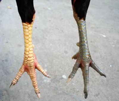 Con gà ô 2 chân 2 màu khác nhau - một loại gà độ cực hiếm.