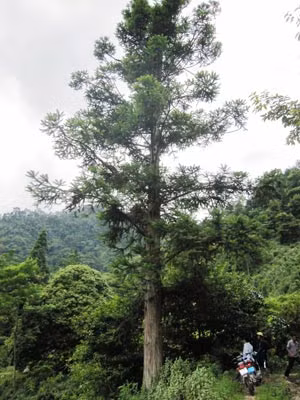 Cây ngọc am quý ở Hoàng Su Phì.