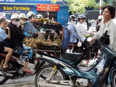 Rước bệnh từ thú chơi heo cảnh ảnh 1