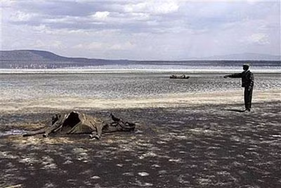 Xác 1 con trâu bị chết do hạn hán ở Kenya.