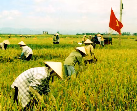 Người dân huyện Hưng Nguyên, Nghệ An thu hoạch lúa hè thu sau lụt.