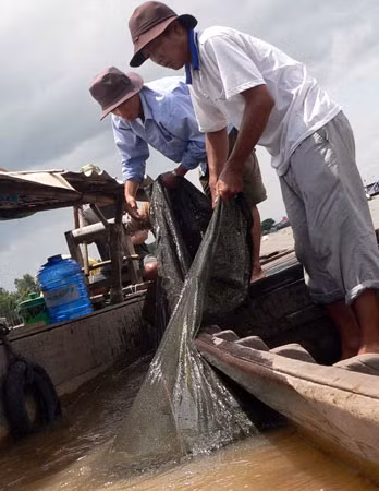 Mỗi ngày gia đình ông Hải thu được từ 400-500 kg cá, chủ yếu là cá linh để bán cho bạn hàng.