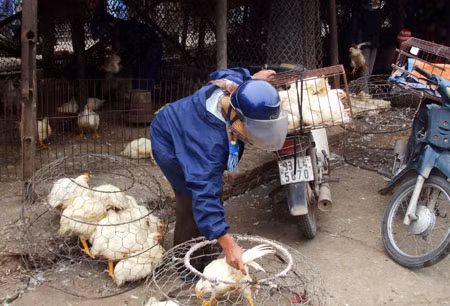 Trong 2 tháng gần đây, cơ quan chức năng phát hiện trung bình 15 tấn gia cầm nhập lậu/tuần tại chợ Hà Vỹ.