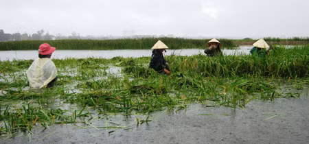 Nông dân Quảng Bình gặt lúa chay đua với lụt.