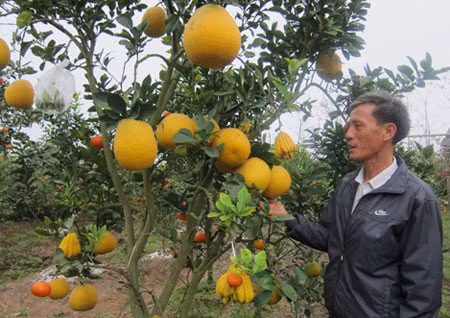 Ông Lê Đức Giáp bên cây ngũ quả.