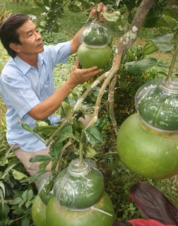 Ông Ba Thành đang chăm sóc trái bưởi hồ lô.