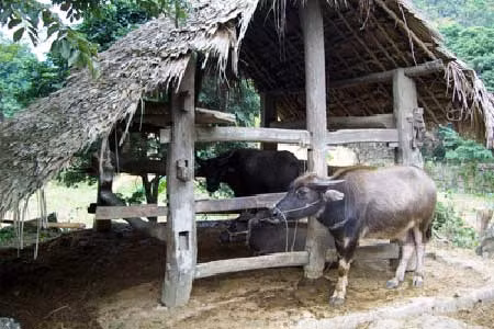 Hàng trăm con trâu, bò chết vì giá rét ảnh 1
