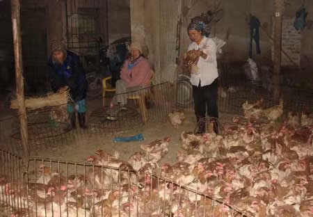 Chợ cuối năm ngập tràn gà thải từ Trung Quốc ảnh 1