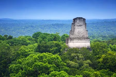 Tội phạm tàn phá rừng nguyên sinh ở Guatemala ảnh 1