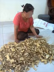 “Cây thần dược” trị xơ gan: Hé lộ “chân dung... thần xạ" ảnh 2