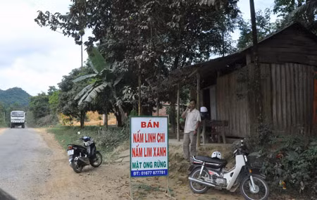 Chữa bệnh ung thư bằng nấm linh xanh: Cẩn thận kẻo mua phải “thuốc” dởm ảnh 2