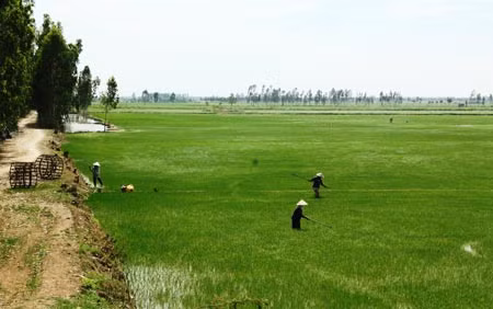 Bức tranh quê thanh bình vùng biên giới, báo hiệu một mùa xuân an lành.