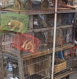 Culi lùn bày bán công khai tại một chợ ở Indonesia.