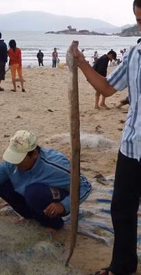 Một con chình biển.