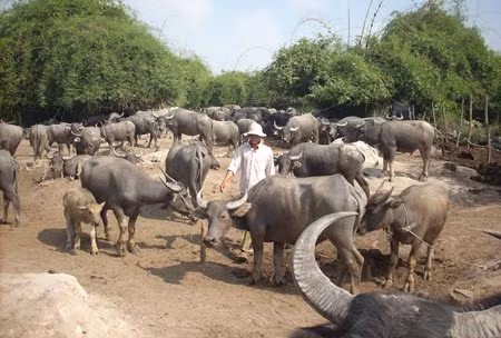 Bãi giữ trâu nhà bà Ba Huệ.