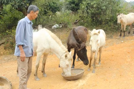 Ông Bờ và đàn ngựa của gia đình.