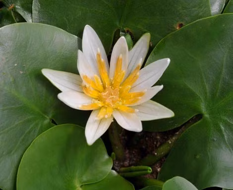 Cây hoa súng châu Phi có tên gọi Nymphaea thermarum đã bị nhổ trộm.