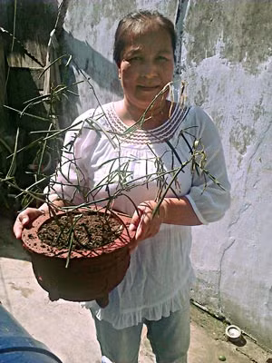 Bà Hồng với "cây thần dược": Trồng nhưng không sống được!