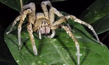 Nhện Phoneutria fera của Brazin.