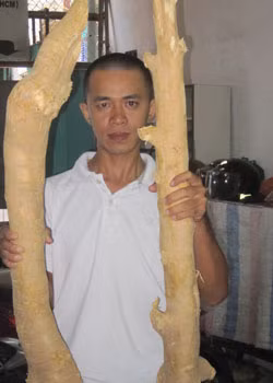 Hai gốc rễ cây mật nhân được cho là hơn 50 năm tuổi được nhiều người săn lùng.