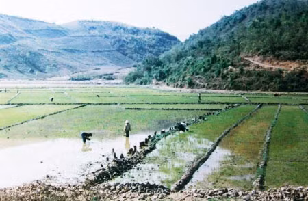 Dãy cọc cổ được phát hiện nằm dọc theo bờ ruộng. Khu vực này nay đã chìm dưới lòng hồ U Va.