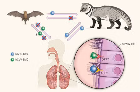 Con đường lây truyền giả định của MERS.