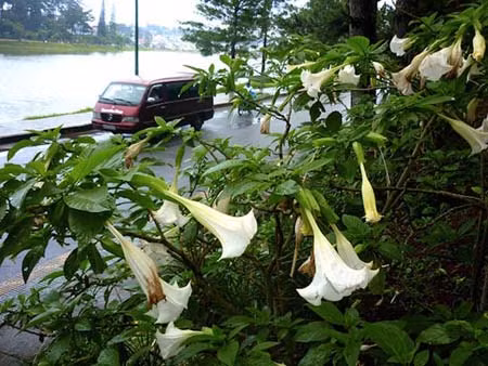 ... và cây hoa loa kèn ở Đà Lạt.