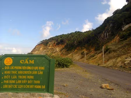 Sau những cơn sốt khủng khiếp đi qua, Ninh Vân nay gần như tuyệt chủng cây thuốc quý.