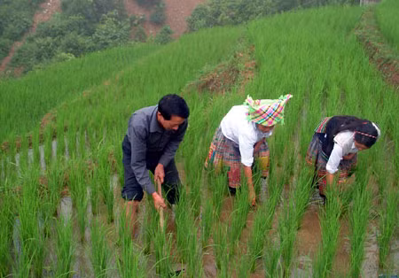 Chính phủ yêu cầu hạn chế tối đa việc lấy đất trồng lúa nước. Ảnh minh hoạ: Báo Yên Bái.