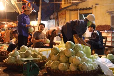 Sau Tết, rau xanh sẽ còn tiếp tục tăng giá và khan hiếm do thời tiết rét đậm, rét hại.