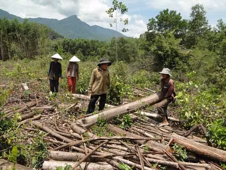 Số gỗ keo của 7 hộ dân đã khai thác bị Hạt Kiểm lâm Duy Xuyên đình chỉ vận chuyển bỏ lăn lóc trong rừng gây thiệt hại nghiêm trọng.
