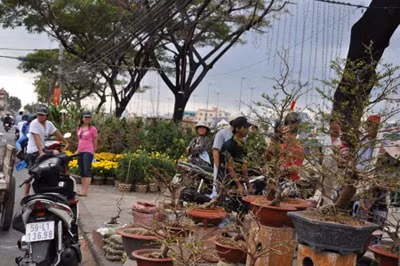 Nhiều nhà vườn chấp nhận đổi kiểng mới lấy kiểng cũ mang về chăm sóc, đợi mùa hoa Tết sau.