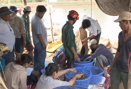 Nông dân thu hoạch tôm thẻ chân trắng.