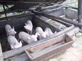 Đàn lợn nhà ông Blup Ngời nuôi để làm đám cưới cho con.