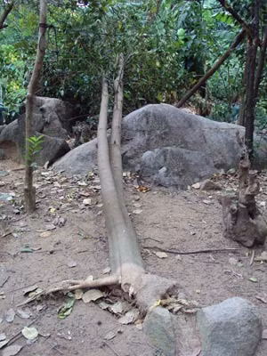 Một cây dó hương đã bị hạ xuống để tìm trầm.