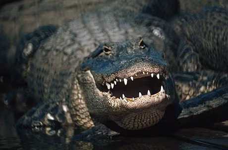 Một con cá sấu trong sông Dead thuộc bang Florida, Mỹ ngoạm Brian Jeffrey Griffen khi anh này đang bơi gần một bến tàu cùng vài người bạn vào tháng 6/2003. Ảnh: Corbis.