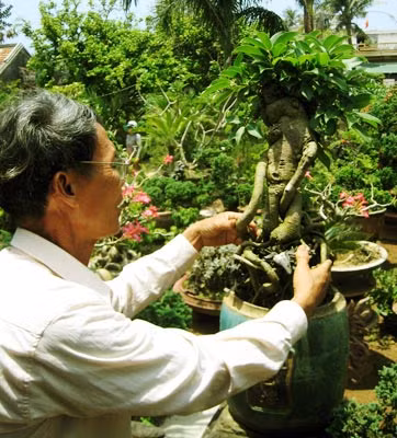 Cụ Tuyền chăm sóc cây cổ thụ mang dáng hình của Chinh phụ Hoàng Sa.