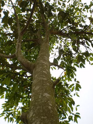 Cây dó bầu.