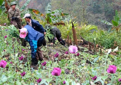 Lực lượng chức năng ở Lai Châu cùng nhân dân triệt xóa cây thuốc phiện ở huyện Mường Tè.