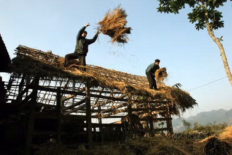 Mặc dù biết được tình trạng giá rét nhưng không có nhiều hộ nông dân đủ điều kiện kinh tế để sửa sang chuồng trại, chống rét cho trâu bò như thế này.